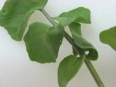 raw watercress